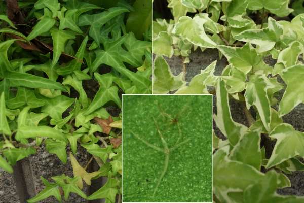 セイヨウキヅタ