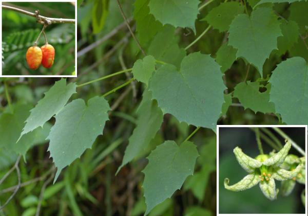 クロタキカズラ