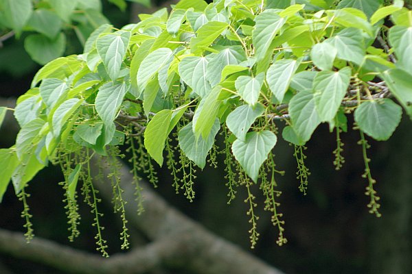イイギリ雌花序