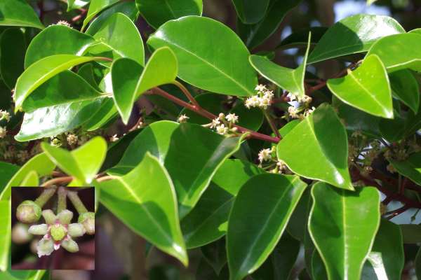 クロガネモチの雌