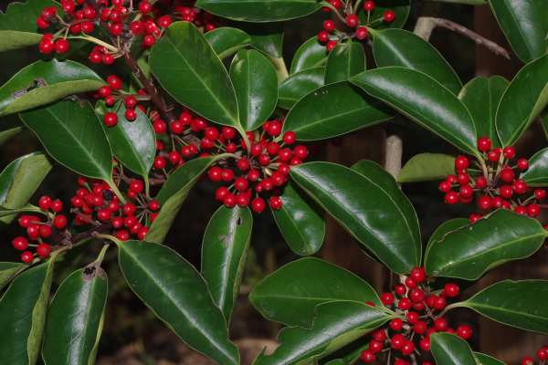 クロガネモチの果実