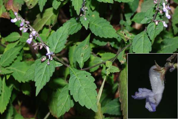 タカクマヒキオコシ