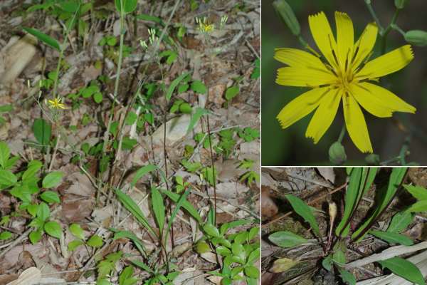 オオバナニガナ