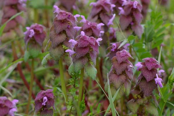 ヒメオドリコソウ