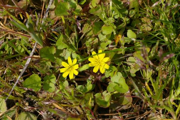 コオニタビラコ