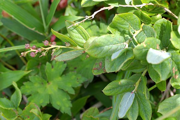 ウラジロハナヒリノキ