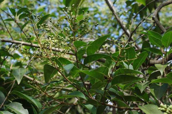 トウネズミモチ