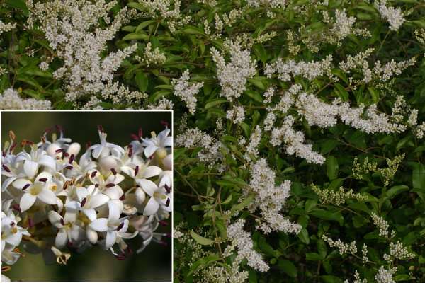 ヨウシュイボタ