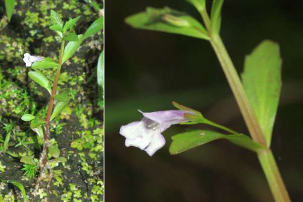 アメリカアゼナ