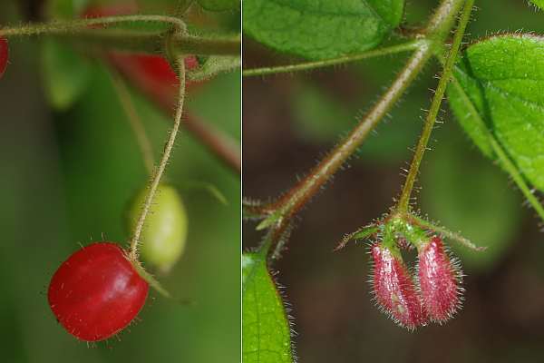 ミヤマウグイスカグラ