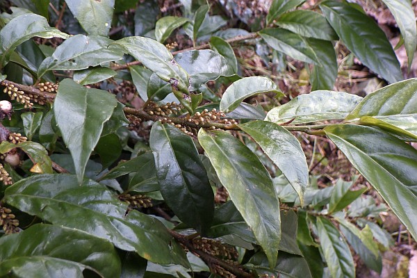 イズセンリョウ