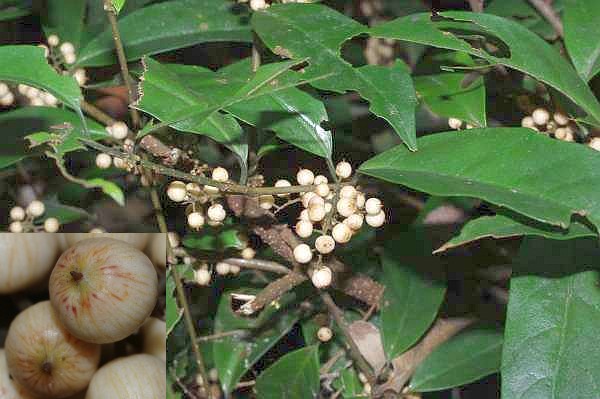 イズセンリョウ