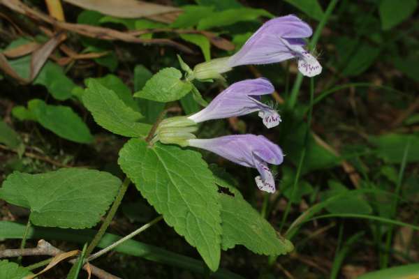 ラショウモンカズラ