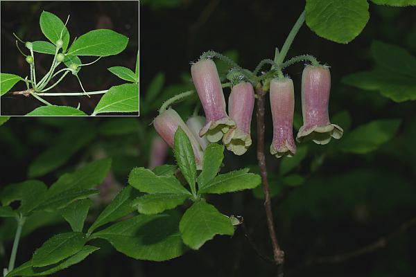 ウスギヨウラク