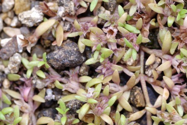 スズメノハコベ