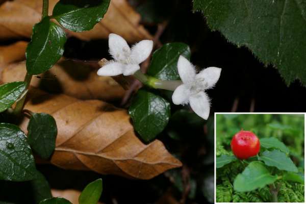 ツルアリドオシ