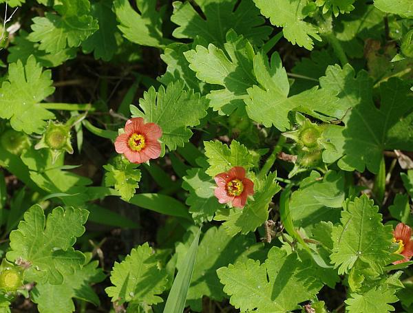 キクノハアオイ