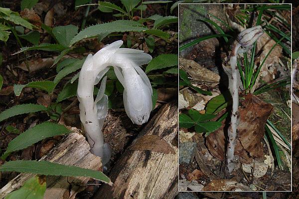 ギンリョウソウモドキ