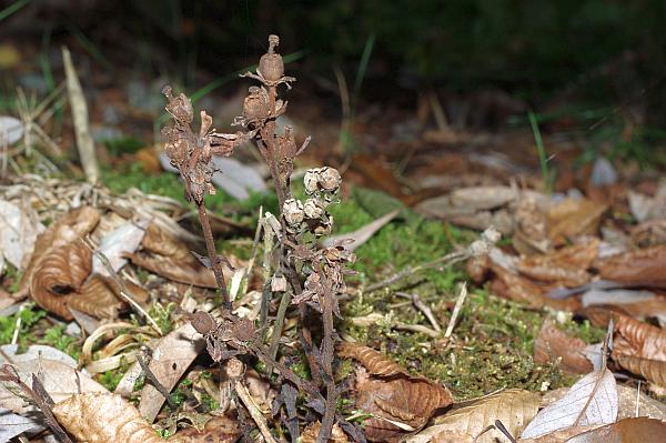 ギンリョウソウモドキ