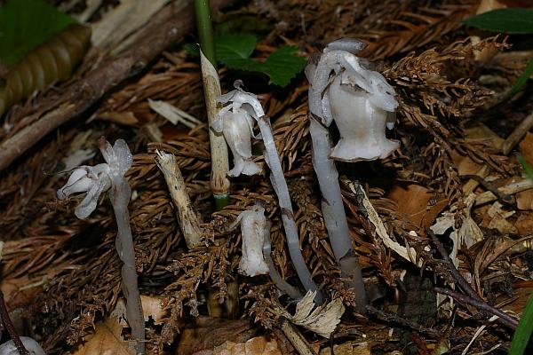 ギンリョウソウ