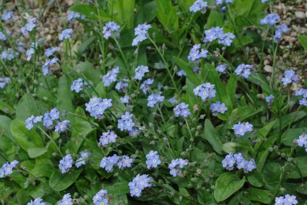 ノハラムラサキ