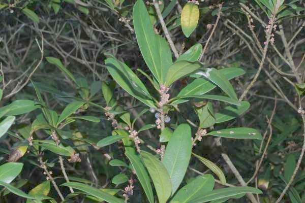 タイミンタチバナ