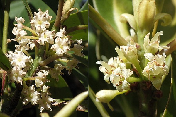 タイミンタチバナ