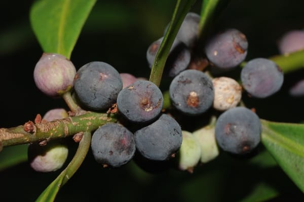 タイミンタチバナ