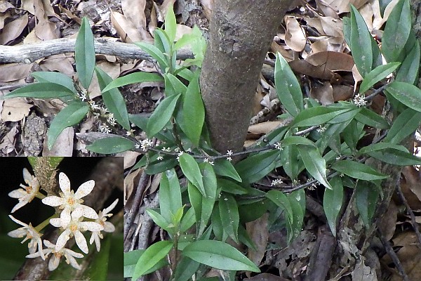 ツルマンリョウ