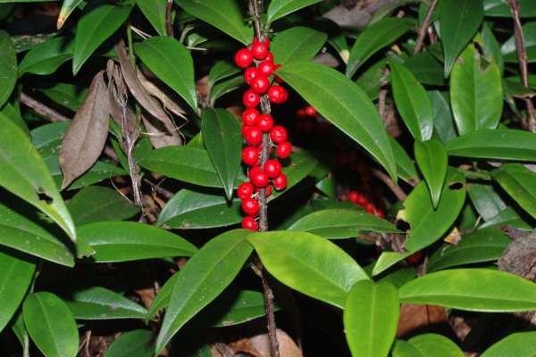 ツルマンリョウ