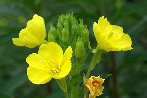 メマツヨイグサ