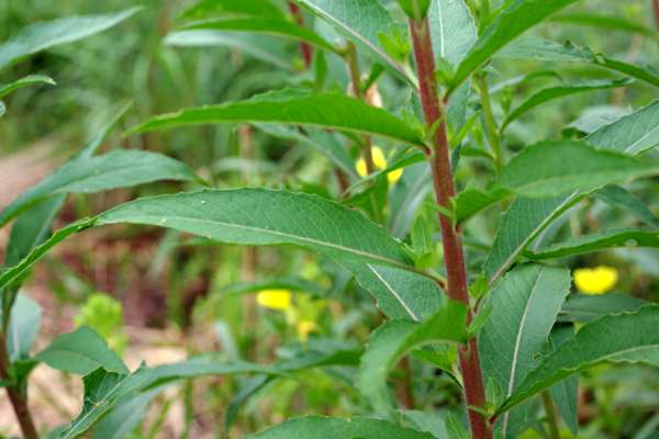 メマツヨイグサ