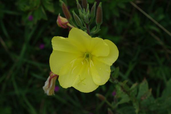 オオマツヨイグサ