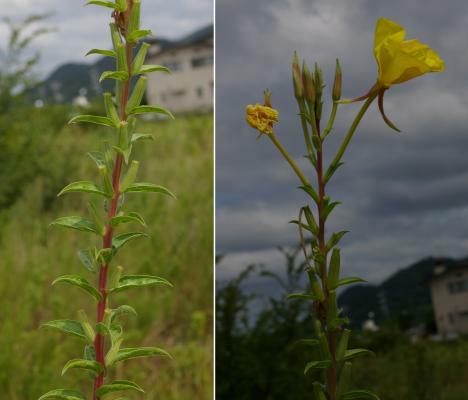 オニマツヨイグサ