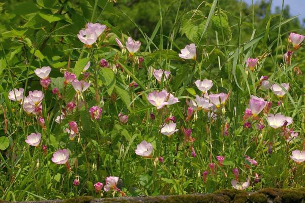 ヒルザキツキミソウ