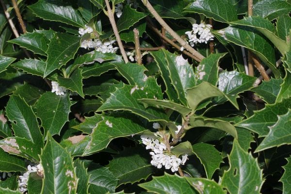 ヒイラギモクセイ