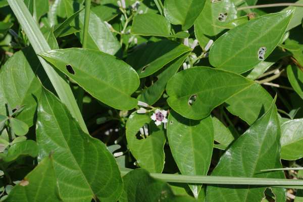 ハマサオトメカズラ