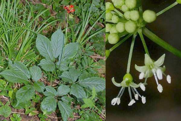 トチバニンジン