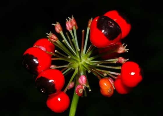 ソウシシヨウニンジン