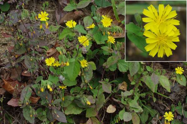 Paraixeris denticulata