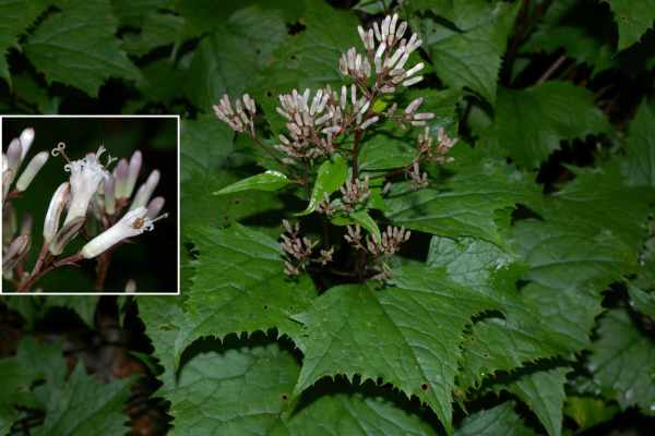 オオカニコウモリ