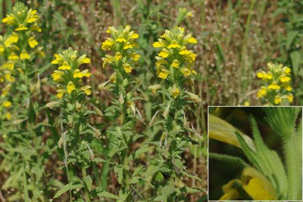 セイヨウヒキヨモギ