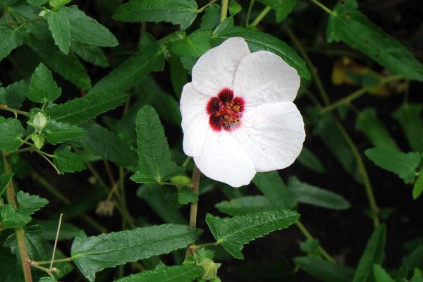 ヤノネボンテンカ