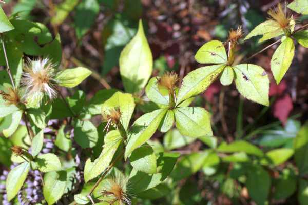 ナガバノコウヤボウキ