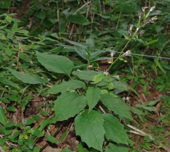 カシワバハグマ