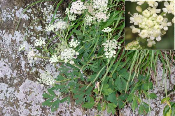 ボタンボウフウ