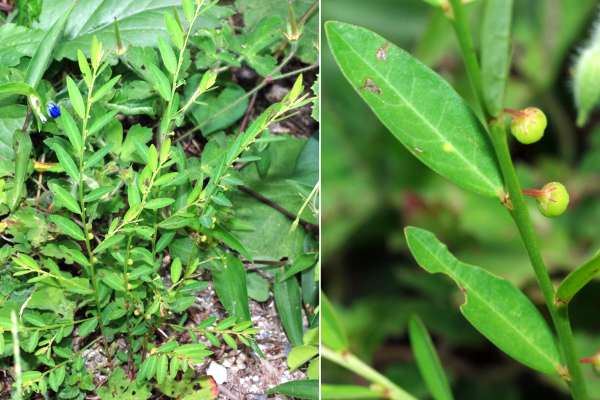 ヒメミカンソウ