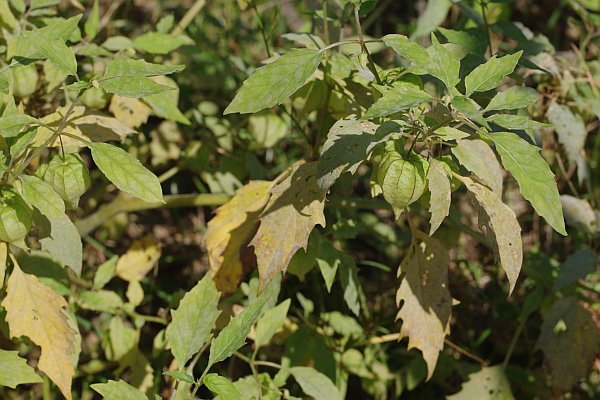 センナリホオズキ