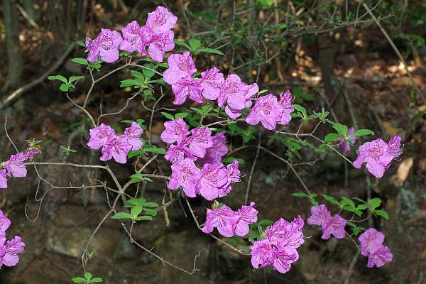 ヒメヤマツツジ