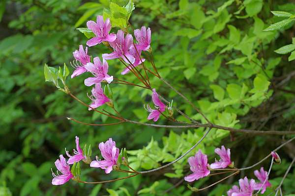 ダイセンミツバツツジ